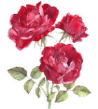 розовые самые темные (94) (142x158, 39Kb)